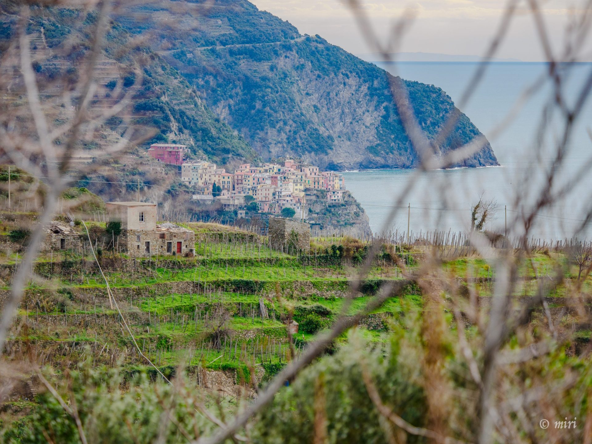 Corniglia village perched on a cliff with pastel houses along the shoreline, green terraced vineyards in the foreground, and the sea in the background.