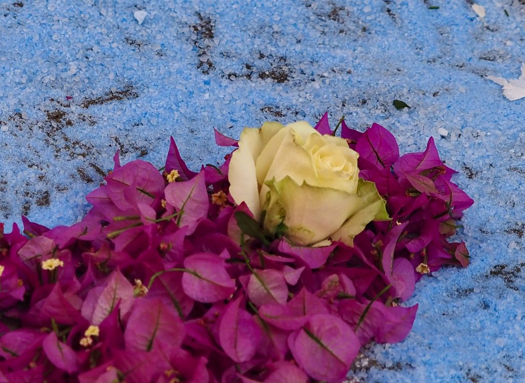 White rose nestled among vivid purple bougainvillea petals on a bright blue gravel surface, highlighting color contrast and floral detail.
