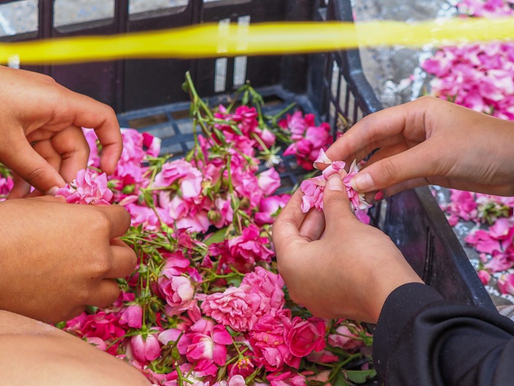 Several hands gather and sort pink blossoms from a crate, pinching petals as pink flowers spill over the edge, with a yellow strap and railing visible in the background.